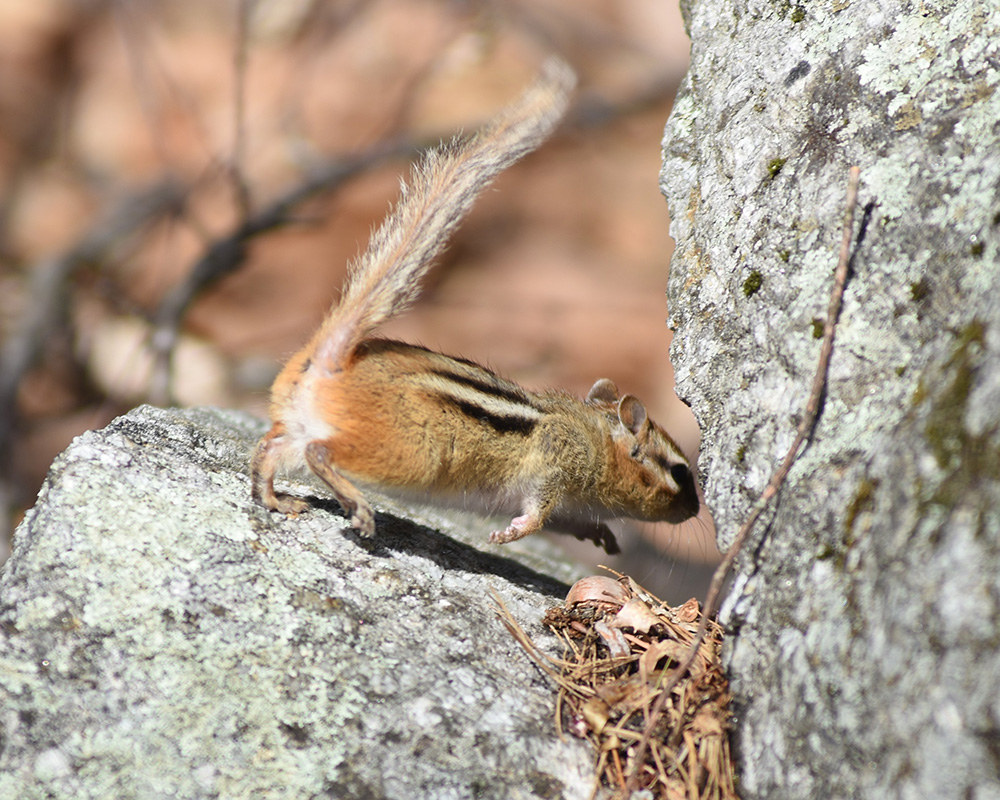 Penguin Implementation Process